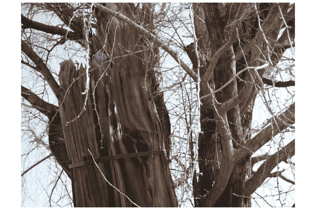 熊本城　焼けたイチョウの木　天守閣前広場
