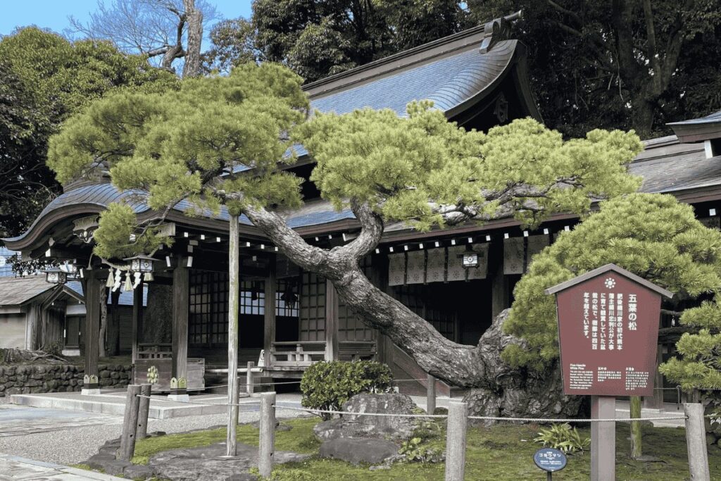 出水神社の五葉の松