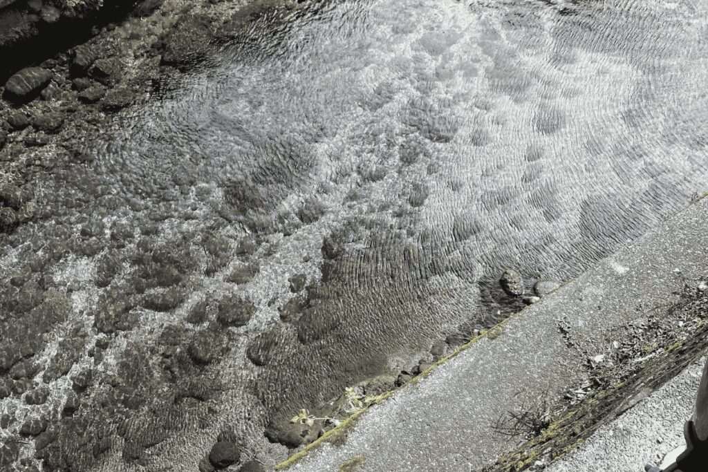 熊本藻器堀川（しょうけぼりがわ）の透明さ