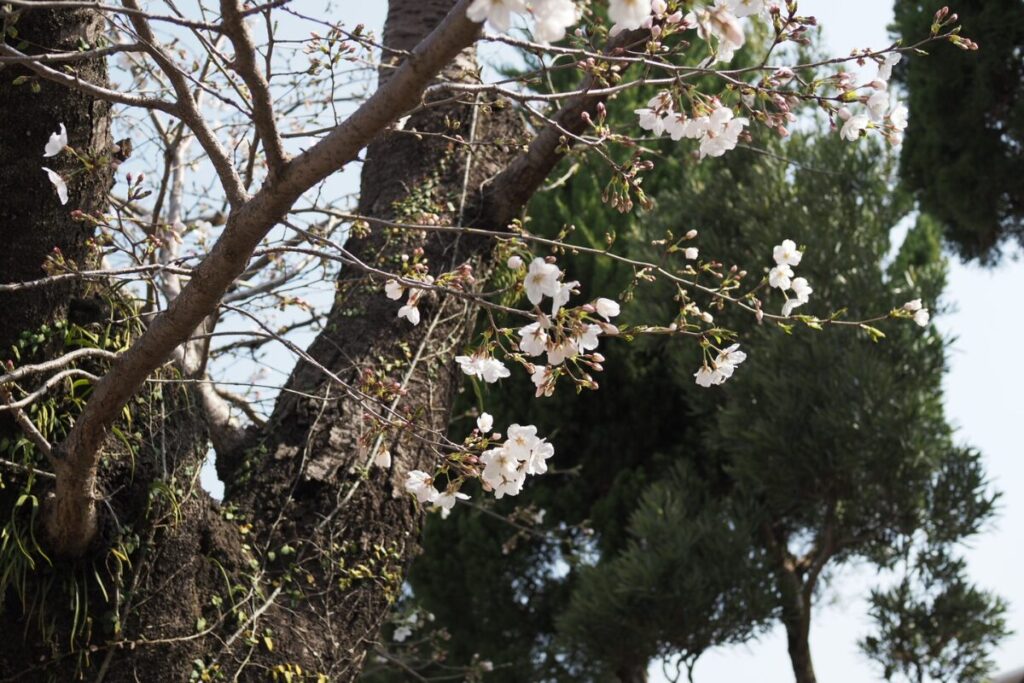 熊本城の桜