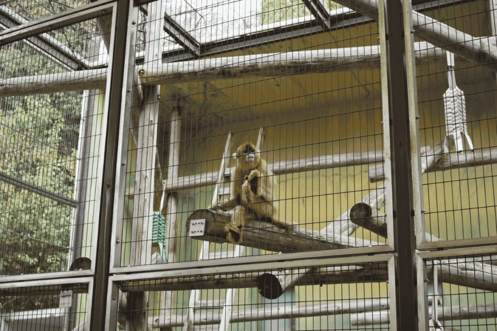 熊本市動植物園きんしこうのヨウヨウ
