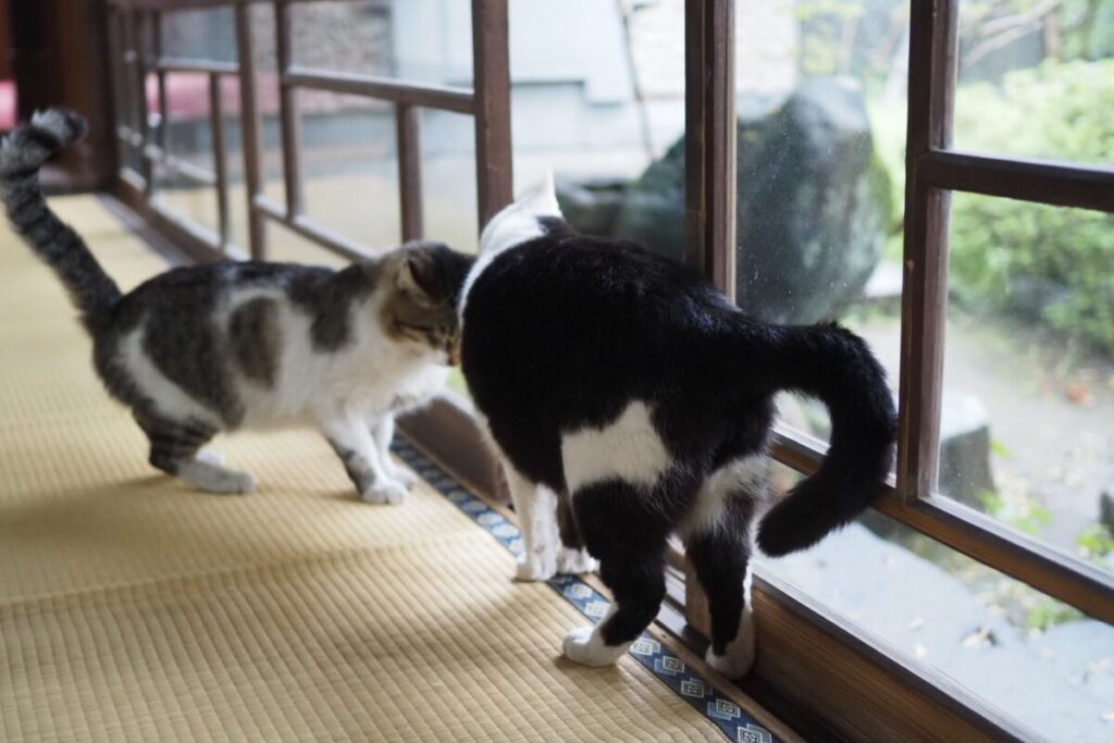 縁側でくつろぐ猫たち。旧居のゆったりした時間が伝わります