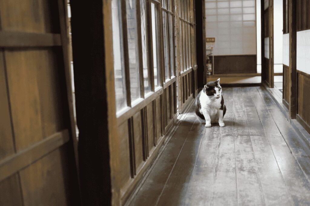 縁側でくつろぐ猫たち。旧居のゆったりした時間が伝わります